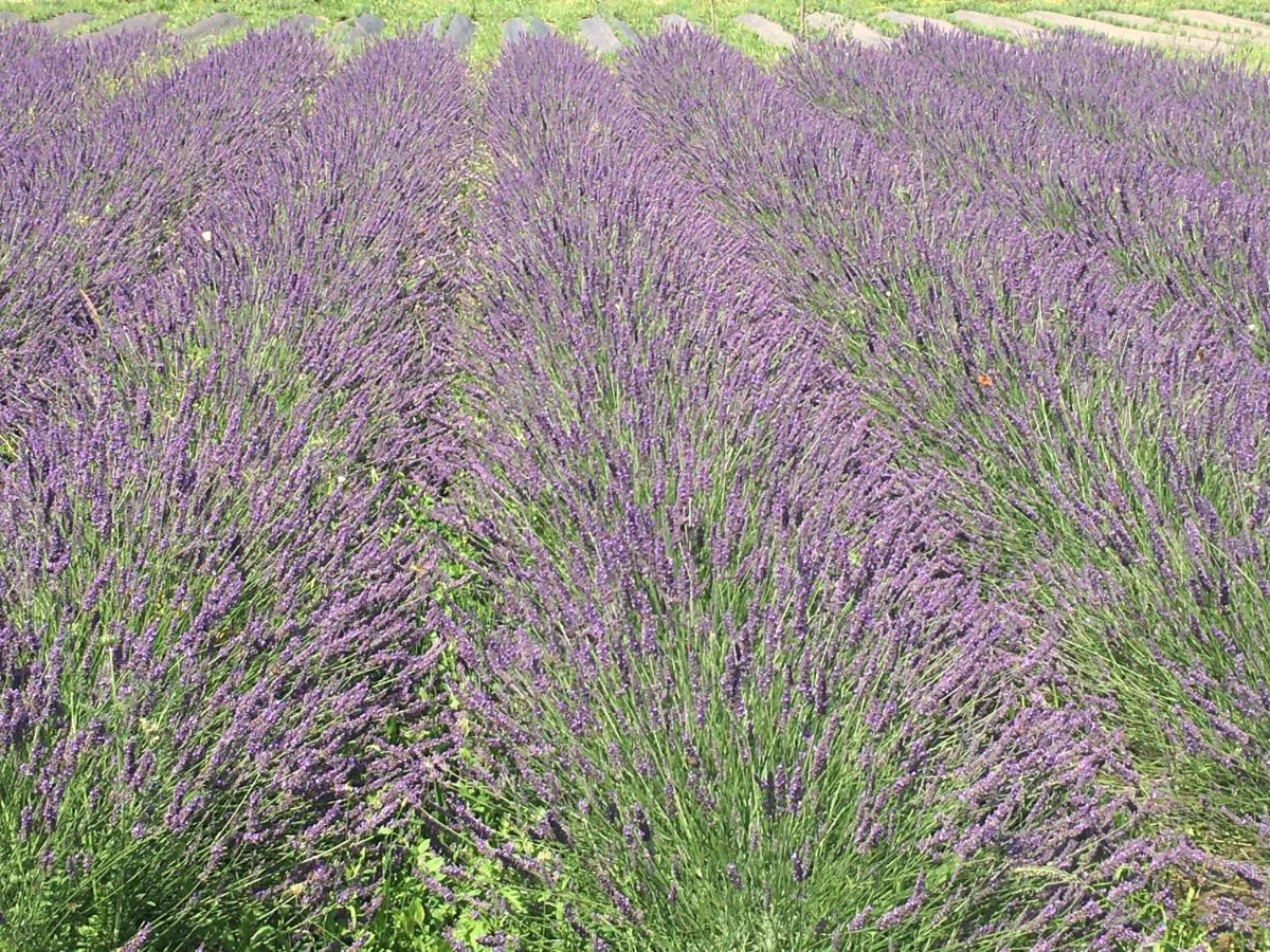 Domaine D'Elusa Vic-Fezensac Esterno foto